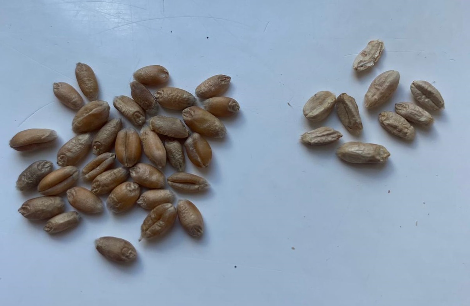 Zdjęcie przedstawia porównanie zdrowych ziaren i tych dotkniętych fuzariozą.